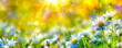 Flowers landscape of dew-covered daisies. Springtime or summer nature scene. Daisies meadow