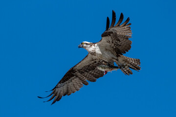 Osprey with fish