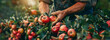 Sunny Orchard Harvest: Capturing the Hands of a Farmer Picking Apples