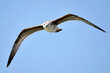 Fliegende Mittelmeermöwe vor blauem Himmel in Großaufnahme