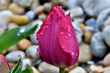 Rote, nicht ganz geöffnete Tulpe mit Wassertropfen verziert (Nahaufnahme)