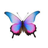 Fototapeta Motyle - Blue and Pink mixed Color Cute Butterfly Generative AI