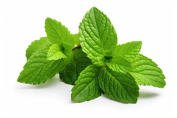 Wall Mural - Fresh mint leaves isolated on white background