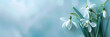 background, banner image with three delicate snowdrops on the left. On the right, space for your text. Colors: crisp white for snowdrops, icy blue for background, and silver for text area