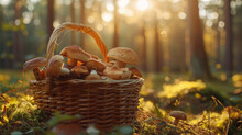 Wicker Basket Full Of Edible Mushrooms In The Forest At Sunset.