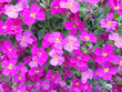 aubrieta close-up - red flowers are blooming in spring garden