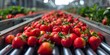 Modern Factory Warehouse Production Industry Logistics: Strawberries on Conveyor Belt. Concept Fresh Produce, Food Manufacturing, Industrial Manufacturing, Warehouse Operations, Conveyor Belt Systems
