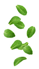 Wall Mural - falling mint leaves, spearmint, isolated on white background, full depth of field