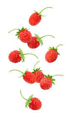 Wall Mural - Falling Wild strawberry isolated on white background, full depth of field