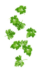 Wall Mural - falling parsley isolated on white background, full depth of field