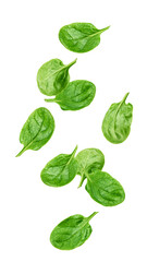 Wall Mural - falling spinach isolated on white background, full depth of field