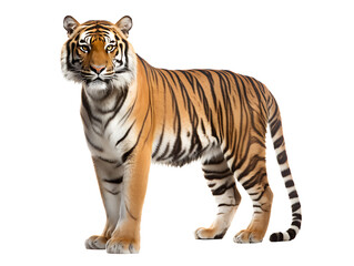 Wall Mural - Indian tiger on transparent background PNG