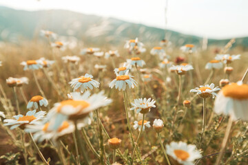 Wall Mural - Chamomile