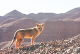 Fototapeta Góry - Fox in Patagonia
