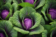 Vibrant Ornamental Cabbages: A Symphony Of Purple And Green
