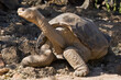 Now extinct Pinta Island tortoise - Lonesome George taken in 2008