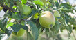 Apple trees with fruit in the orchard.