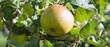Alfriston apple tree with fruit ready to harvest. A large traditional English cooking apple.