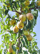 Beth Pear tree -  is an excellent early-season pear tree with juicy sweet fruit. Pyrus communis 'Beth' is a gardener's favourite variety.