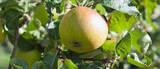 Fototapeta Na ścianę - Alfriston apple tree with fruit ready to harvest. A large traditional English cooking apple.