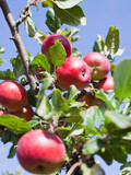 Fototapeta Storczyk - Red apple variety on the fruiting tree - malus domestica red devil in the permaculture forest garden. Small fruits on the lush green trees, fruit ready to harvest.