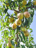Fototapeta Storczyk - Beth Pear tree -  is an excellent early-season pear tree with juicy sweet fruit. Pyrus communis 'Beth' is a gardener's favourite variety.
