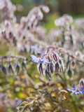Fototapeta Storczyk - Blooming borage plant in the sunny wild garden.