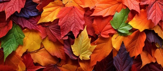 Poster - An array of colorful autumn leaves, like petals from a flowering plant, are scattered on the ground. A beautiful display of natures art created by deciduous trees