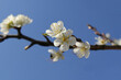 beautiful white blossom of a plum tree closeup and a blue sky in the background