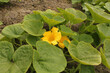 a pumpkin plant with lots of green leaves and yellow flowers closeup