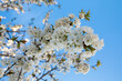 Flowering tree with white blooms in springtime on the background of blue sky.