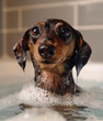 Cute dachshund taking a bath