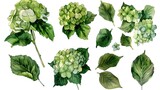 Fototapeta Przestrzenne - Set of hydrangea flowers and leaves on an isolated white background, watercolor botanical painting, hand drawing, floral design. Generative Ai
