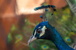 Beautiful peacock head with crest against blurred background