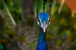 Beautiful peacock with spread out blurred feathers