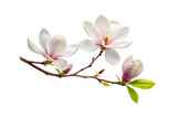 Fototapeta Kwiaty - Blooming magnolia branch, close-up isolated on a transparent background.