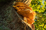 Fototapeta  - Żółty grzyb na drzewie