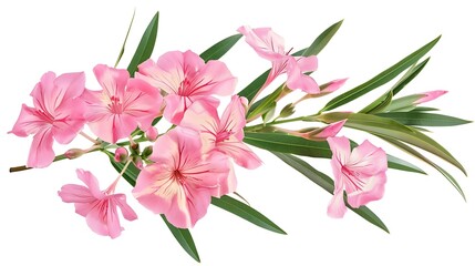 Wall Mural - Generative AI : Nerium oleander, Pink oleander flowers isolated on white background with clipping path
