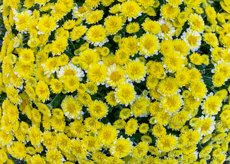 Wall Mural - Yellow and white chrysanthemum flowers