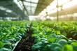 Hightech vertical farming using AI robots and image processing to detect weeds and spray chemicals. Concept Agricultural technology, Artificial intelligence, Robotics, Vertical farming
