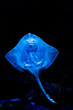 Blue illuminated stingray swimming gracefully in dark underwater environment.