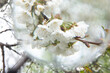 Flowering tree with white blooms in springtime. Close-up.