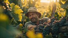 Vineyard Worker Meticulously Pruning Grapevines, With Grape Clusters In Focus