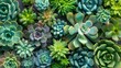  a bunch of different kinds of succulents in a group on a black surface with one plant in the middle of the picture.
