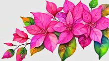 Watercolor Bougainvillea Clipart Featuring Bright Pink And Purple Flowers