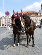 Chevaux et calèche à Prague