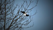 Two Ravens Perched In A Tree Kissing In Front Of The Moon, Slow Motion