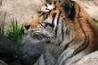 Great Plains Zoo Amur Tiger 