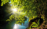 Fototapeta Natura - The sun shines bright through lush green tree branches over the gorgeous turquoise water of a lake