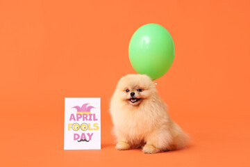 Wall Mural - Cute Pomeranian Spitz dog, card with text APRIL FOOLS DAY and air balloon on orange background